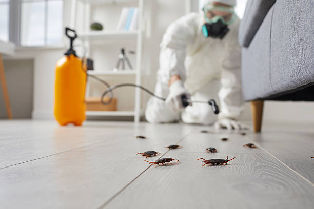Post-Treatment Bed Bug Interceptor Monitoring in Hennessey